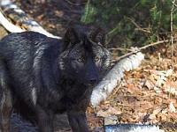 Arctic Wolf 027